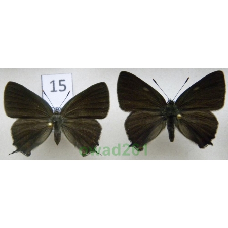 Satyrium w-album (Knoch, 1782) pair Ogończyk wiązowiec Czech15